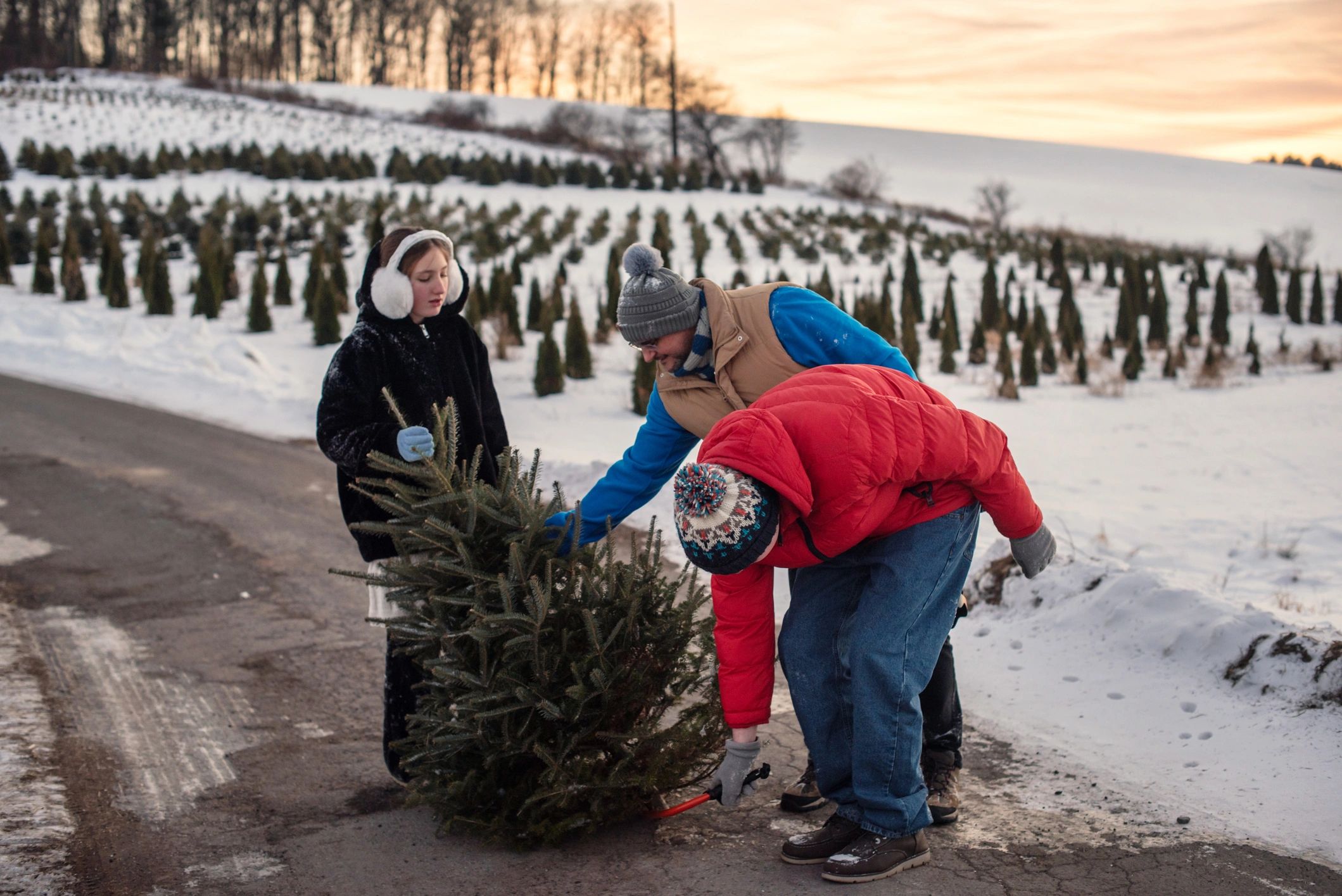 Crew preparing a cut tree for removal and transport