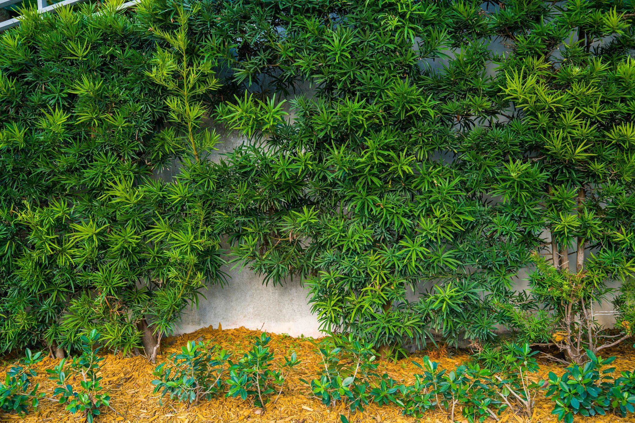 Fresh mulch and hedge detail in a landscaped garden bed